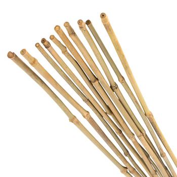 Wholesale bamboo Pole - Raw Bamboo pole outdoor Garden Support - Bamboo stake/pole/branch for sale - MIGHTY ASIA COMPANY LIMITED - Vietnam