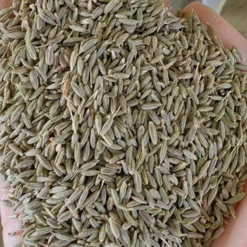 cumin seeds single spices A grade cumin seeds for sale 99% Purity Cumin seed - EXPO COMMODITIES (VIET NAM) COMPANY LIMITED - Vietnam