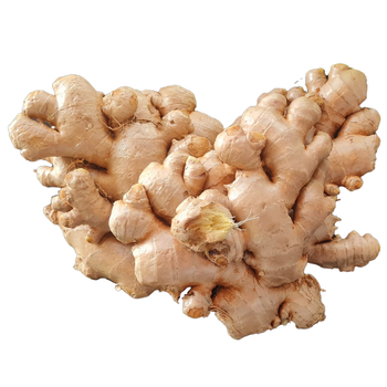 New 2023 Crop Vietnam Fresh Ginger Vietnam Spices Old Ginger Exporter Ready For Delivery OEM - havigo - Vietnam
