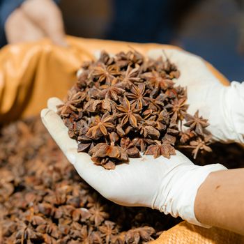 Wholesale Best Price Dried Star Anise Full Flower Best Price Anise Wholesale Anise - EXPO COMMODITIES (VIET NAM) COMPANY LIMITED - Vietnam