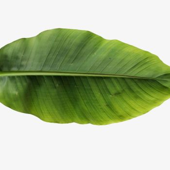 FRESH BANANA LEAF FROM VIETNAM - GLOBAL EXPORT - TANIS IMPORT & EXPORT COMPANY LIMITED - Vietnam