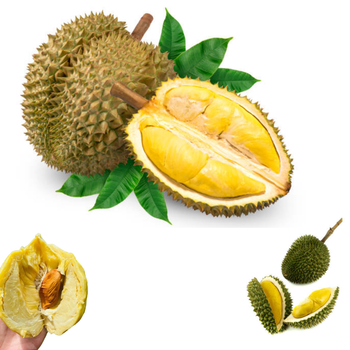The Best Fresh Durian , Tropical Fruit, Vietnam Export products to China, Thailand, Malaysia, Turkey Organic Fruit - RHINO TRAN CO., LTD - Vietnam