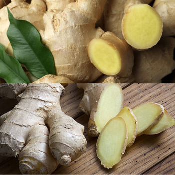 Best Price Ginger Ginger Old Fresh Ginger Dried Ginger Organic Ginger Powder Made In Vietnam - RHINO TRAN CO., LTD - Vietnam