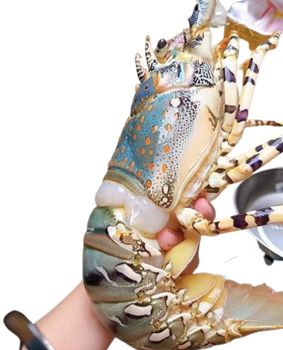 Premium Spiny Lobster Wholesale Best Price Vietnam Style Alive Color Green Type Lobster Packaging Box Weight (kg) 0.3 Taste - PHAT KIM HOA COMPANY LIMITED - Vietnam
