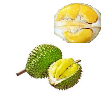 The Best Fresh Durian , Tropical Fruit, fresh durian fruit for sale Organic fruits, Durian freeze dried - RHINO TRAN CO., LTD - Vietnam