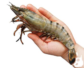 Top Selling High-Quality Black Tiger Prawn HOSO From Vietnam Manufacture - TANIS IMPORT & EXPORT COMPANY LIMITED - Vietnam
