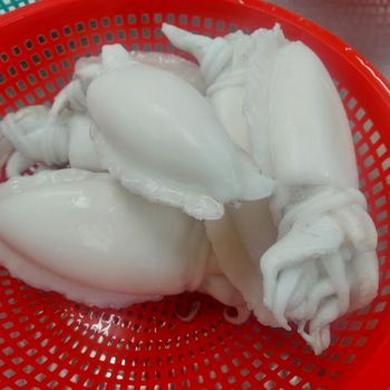 BEST PRICE Frozen Cuttlefish high quality OEM Packing for buyers | cuttlefish frozen big sizes wholesales - TANIS IMPORT & EXPORT COMPANY LIMITED - Vietnam
