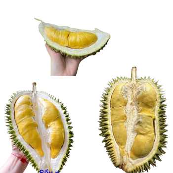 The Best Fresh Durian , Tropical Fruit, Vietnam Export products to Thailand, Malaysia, Turkey Durian Fruit Fruit Box Packaging - RHINO TRAN CO., LTD - Vietnam