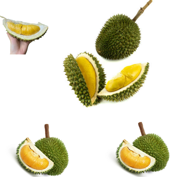 The Best Fresh Durian , Tropical Fruit, fresh durian fruit for sale Organic fruits, Durian freeze dried organic dry fruits - RHINO TRAN CO., LTD - Vietnam