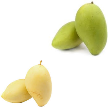 High Quality Fresh Mango Fresh Fruit Frozen Fruits Fresh Mangos Packing Box In VietNam Export Fruit - RHINO TRAN CO., LTD - Vietnam