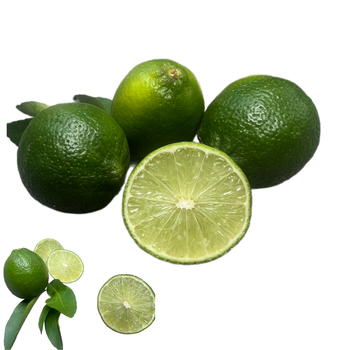 Fresh Lemon, Lime Organic, Lime Fruit, Limon Packed In Box Made In Vietnam, Seedless Fruit To Dubai Bangladesh UAE - RHINO TRAN CO., LTD - Vietnam