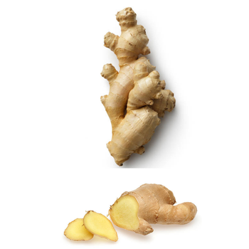 The New Ginger Fresh Ginger Old Organic Packed In Box Vietnam Manufacturer Top Ginger - RHINO TRAN CO., LTD - Vietnam