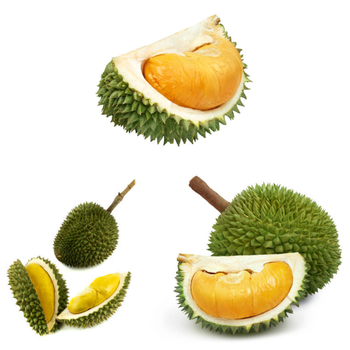 High Quality Fresh Durian Ri6 Eat Directly Sweet And Fatty Taste Organic Fruit Box Packaging Fresh Durians from RHINO TRAN CO., LTD High Quality Fresh Durian Ri6 Eat Directly Sweet And Fatty Taste Organic Fruit Box Packaging Fresh Durians - RHINO TRAN CO., LTD - Vietnam