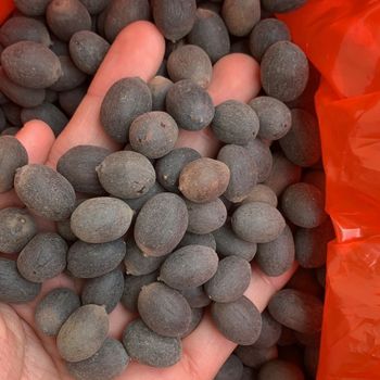 High Quality Natural Black Lotus Whole Raw Black Lotus Seeds Flower Seeds - EXPO COMMODITIES (VIET NAM) COMPANY LIMITED - Vietnam