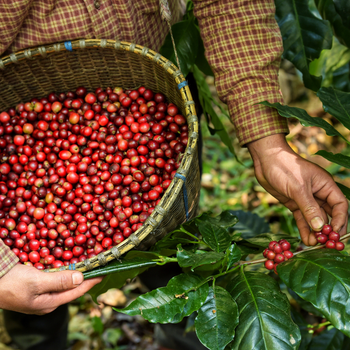 For Sale Organic Robusta Commercial Coffee Roasting Machine Commercial Roasted Coffee OEM Premium Drinkable Made In Vietnamese - HIGHLAND TROPICO COFFEE COMPANY LIMITED - Vietnam