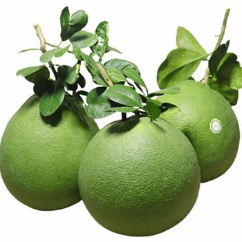 Organic High Grade Sweet Fresh Pomelo From Vietnam Best Wholesale - TANIS IMPORT & EXPORT COMPANY LIMITED - Vietnam