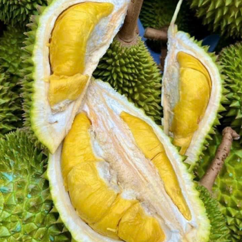 The Best Fresh Durian , Tropical Fruit, Vietnam Export products to China, Thailand, Malaysia, Turkey Durian Fruit Malaysia - RHINO TRAN CO., LTD - Vietnam