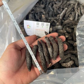 Wholesale sea cucumber export dry sea cucumber high quality sea cucumber dried - TANIS IMPORT & EXPORT COMPANY LIMITED - Vietnam