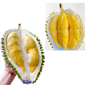 Wholesaler Fresh Durian Monthong Fresh Durians Organic Packed In Box Vietnam Manufacturer, King Durian Frozen Durian - RHINO TRAN CO., LTD - Vietnam