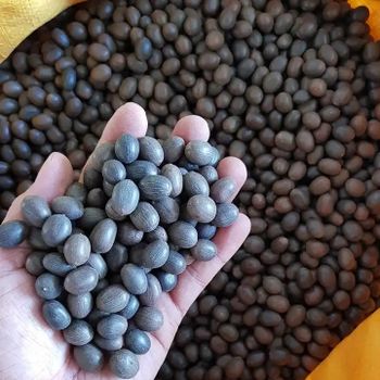Dried lotus seeds super cleaned Shelf Life 2 Address Vietnam Model Number 01 Content lotus seed Ingredients lotus seed Storage Type dried - EXPO COMMODITIES (VIET NAM) COMPANY LIMITED - Vietnam