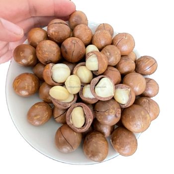 Macadamia Nuts in Shell from Vietnam Competitive Price Nut Dried Grade Days ISO Place Natural Flavor Best Price - MTL LAM DONG AGRICULTURE EXPORT COMPANY LIMITED - Vietnam