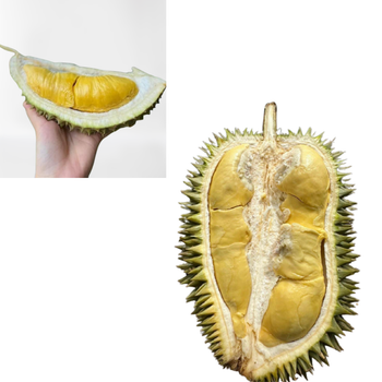 Wholesaler Cheap Fresh Durians Monthong Fresh Durian Flesh , Thai fruit Organic Packed In Box Vietnam Manufacturer, King Durian - RHINO TRAN CO., LTD - Vietnam