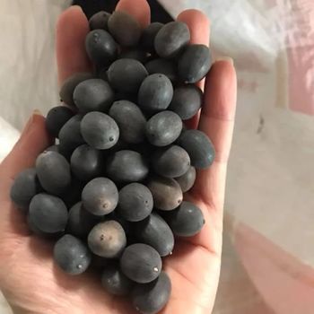 lotus flower seeds lowest prices Shelf Life 2 Model Number 01 Address Vietnam Content lotus seed Ingredients lotus seed Storage Type dried - EXPO COMMODITIES (VIET NAM) COMPANY LIMITED - Vietnam