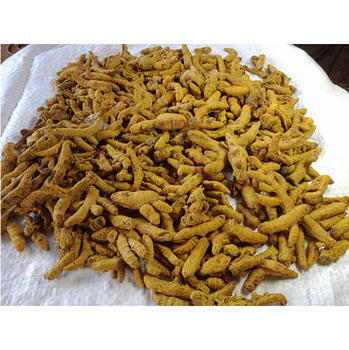 The Best Price Wholesale Finger Turmeric Organic fresh turmeric Premium High Quality From Vietnam - EXPO COMMODITIES (VIET NAM) COMPANY LIMITED - Vietnam