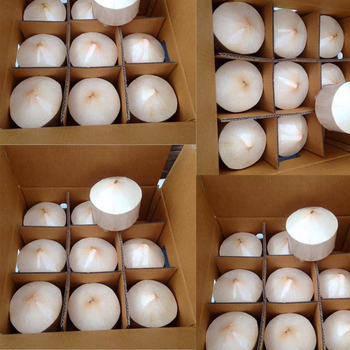 Cool Coconuts Water Coconut Green Coconut Packing Box Fresh Coconut From Vietnam - RHINO TRAN CO., LTD - Vietnam
