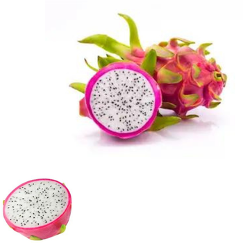 High Quality Pitaya Fruit Keep Dry Or Refrigerated Organic White And Red Dragon Fruit Packed In Box Vietnam Manufacturer - RHINO TRAN CO., LTD - Vietnam