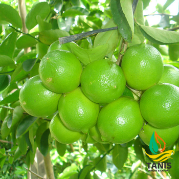 Natural Fresh Green Seedless Lime Premium quality Lemon from Vietnam with international standards and good for health - TANIS IMPORT & EXPORT COMPANY LIMITED - Vietnam
