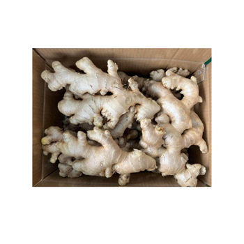 Ginger Export All Size Raw Fresh Using For Food Haccp Customized Packing Vietnam Manufacturer from VIETWOOD EXPORT COMPANY LIMITED Ginger Export All Size Raw Fresh Using For Food Haccp Customized Packing Vietnam Manufacturer - VIETWOOD EXPORT COMPANY LIMITED - Vietnam