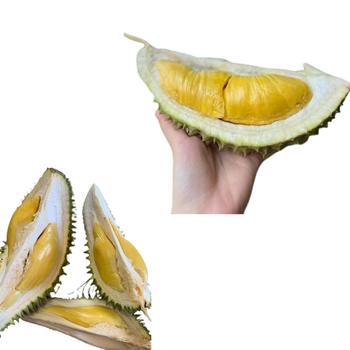 The Best Fresh Durian , Tropical Fruit, Vietnam Export products to China, Frozen Durian Fresh Durian Malaysia - RHINO TRAN CO., LTD - Vietnam