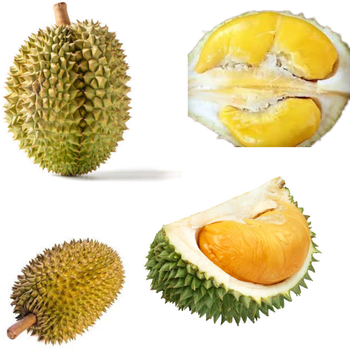 Wholesaler Fresh Durians Monthong Fresh Durian Flesh , Thai fruit Organic Packed In Box Vietnam Manufacturer, King Durian - RHINO TRAN CO., LTD - Vietnam