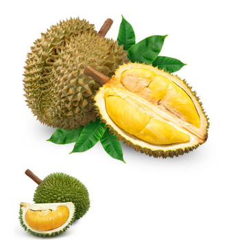 Wholesaler Fresh Durian Monthong Fresh Durians Organic Packed In Box Vietnam Manufacturer, King Durian Frozen Meat Durian - RHINO TRAN CO., LTD - Vietnam