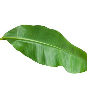 SUSTAINABLE VIETNAM BANANA LEAF EXPORT - GLOBAL STANDARD - TANIS IMPORT & EXPORT COMPANY LIMITED - Vietnam
