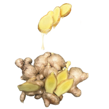 Best Price Ginger Keep Dry Or Refrigerated Old Organic Packed In Box Vietnam Manufacturer Fresh Vegetables - RHINO TRAN CO., LTD - Vietnam