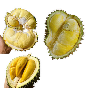 The Best Fresh Durian , Tropical Fruit, Vietnam Export Products Musang King Durian Fresh Durian Malaysia - RHINO TRAN CO., LTD - Vietnam