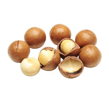 Direct Use Nuts & Kernels Roasted Raw Dried 100% Natural Nutritious Food Natural Taste Macadamia Nuts - MTL LAM DONG AGRICULTURE EXPORT COMPANY LIMITED - Vietnam