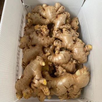 Cheap Price Vietnam Fresh Ginger Old Ginger Exporter Big Ginger 150g Ready to Export from Vietnam from havigo Cheap Price Vietnam Fresh Ginger Old Ginger Exporter Big Ginger 150g Ready to Export from Vietnam – product photo, Ginger products found from trusted suppliers, wholesalers, manufacturers & exporters Listing