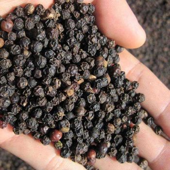 Best Quality k Pepper Factory Price Best Herbs and Spice Ingredient Pepper 580mc - EXPO COMMODITIES (VIET NAM) COMPANY LIMITED - Vietnam
