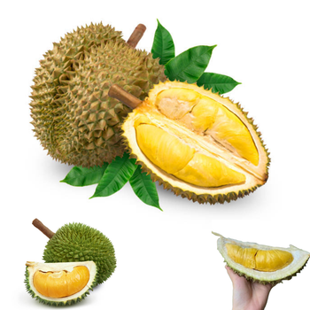 The Best Fresh Durian , Tropical Fruit, Vietnam Export products to China, Thailand, Malaysia, Turkey uDrian Paste - RHINO TRAN CO., LTD - Vietnam