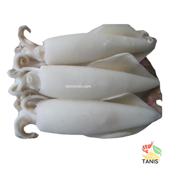 TOP selling frozen whole squid cleaned for wholesale from vietnam - TANIS IMPORT & EXPORT COMPANY LIMITED - Vietnam