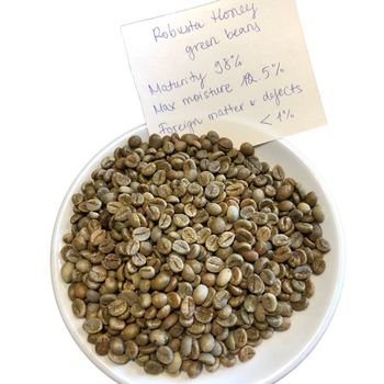 Green Coffee Beans Robusta Green Coffee Beans Screen 16 Red Honey Processing Single Origin in Vietnam - VIET COFFEE COMPANY LIMITED - Vietnam