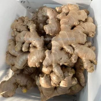 High Quality Fresh Air Dried Ginger For Dubai Market Cheap Price In Bulk - TANIS IMPORT & EXPORT COMPANY LIMITED - Vietnam