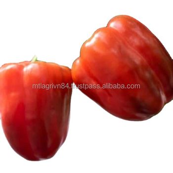 Low MOQ Capsicum Vegetables Direct Usage Natural Sweet Taste Agriculture Fresh Bell Pepper Premium Quality - MTL LAM DONG AGRICULTURE EXPORT COMPANY LIMITED - Vietnam