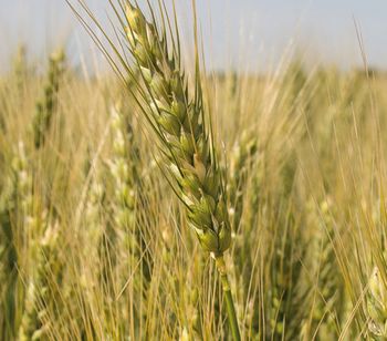 Grains & Oilseeds - AMEROPA COMMODITIES PTY LTD - Global
