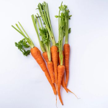 Premium Carrots Color Deep orange Packaging 20kg carton boxes Size 150mm to 200mm in length Shelf Life Up to 30 days under proper refrigerated - VGE Vegetables Global Export - Vietnam