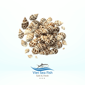Cooked Periwinkle Snail - Viet Sea Fish Ltd., Co. - Vietnam