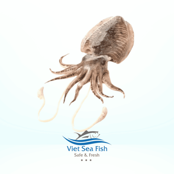 Frozen Cuttlefish Packing Block Minimum Order 5 Tons Net Weight 10kg/carton Size 500/1000, 1000/up - Viet Sea Fish Ltd., Co. - Vietnam